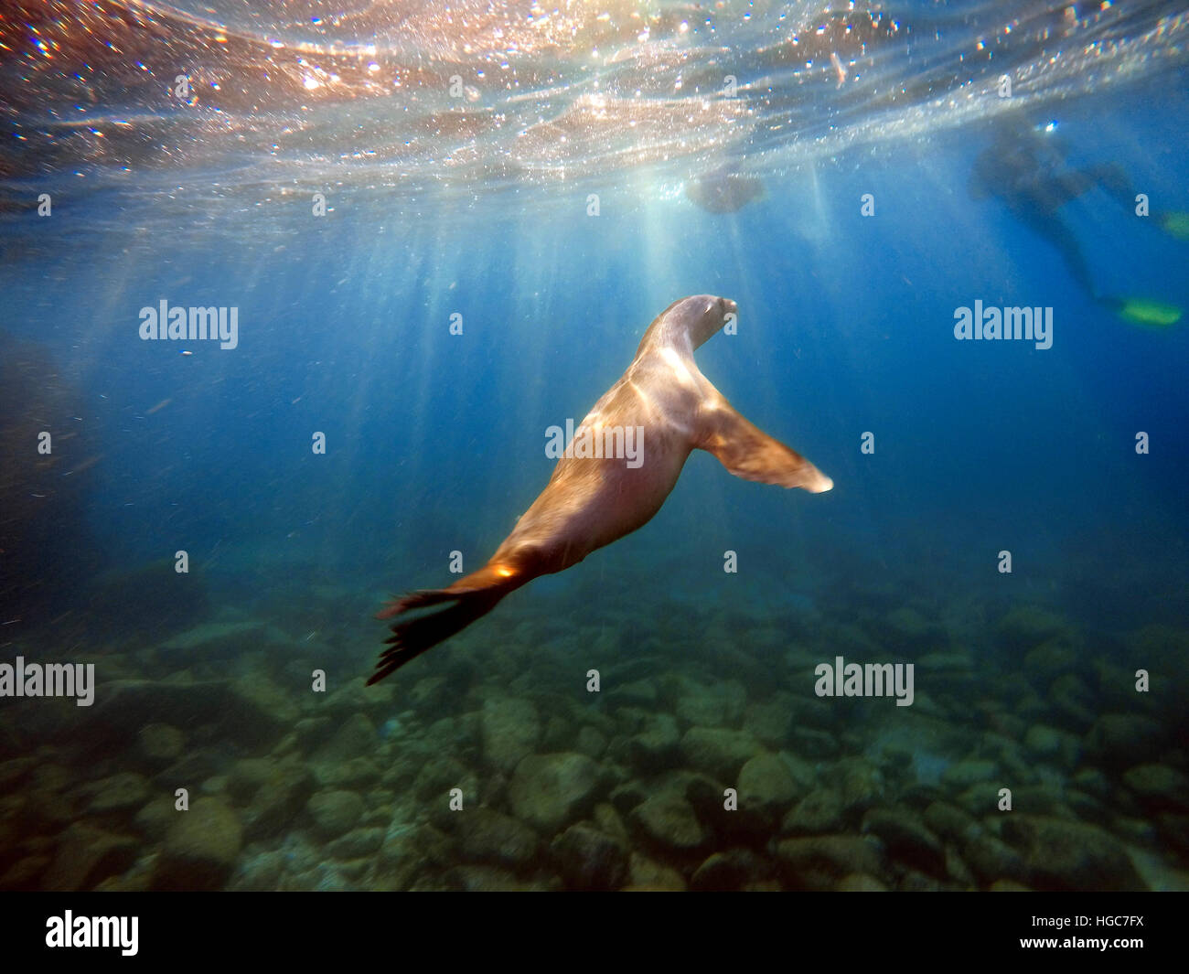 Kalifornische Seelöwen Zalophus Californianus in Los Islotes, Mexiko, Meer von Cortez, Baja California, La Paz. Stockfoto