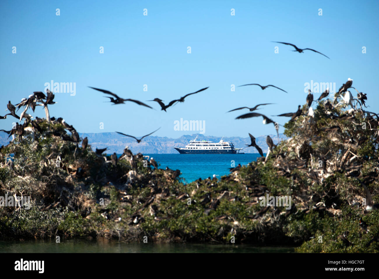 Fregattvögel Kolonie am Strand von Isla Espíritu Santo Insel, Meer von Cortez, Baja California, Mexiko. Stockfoto