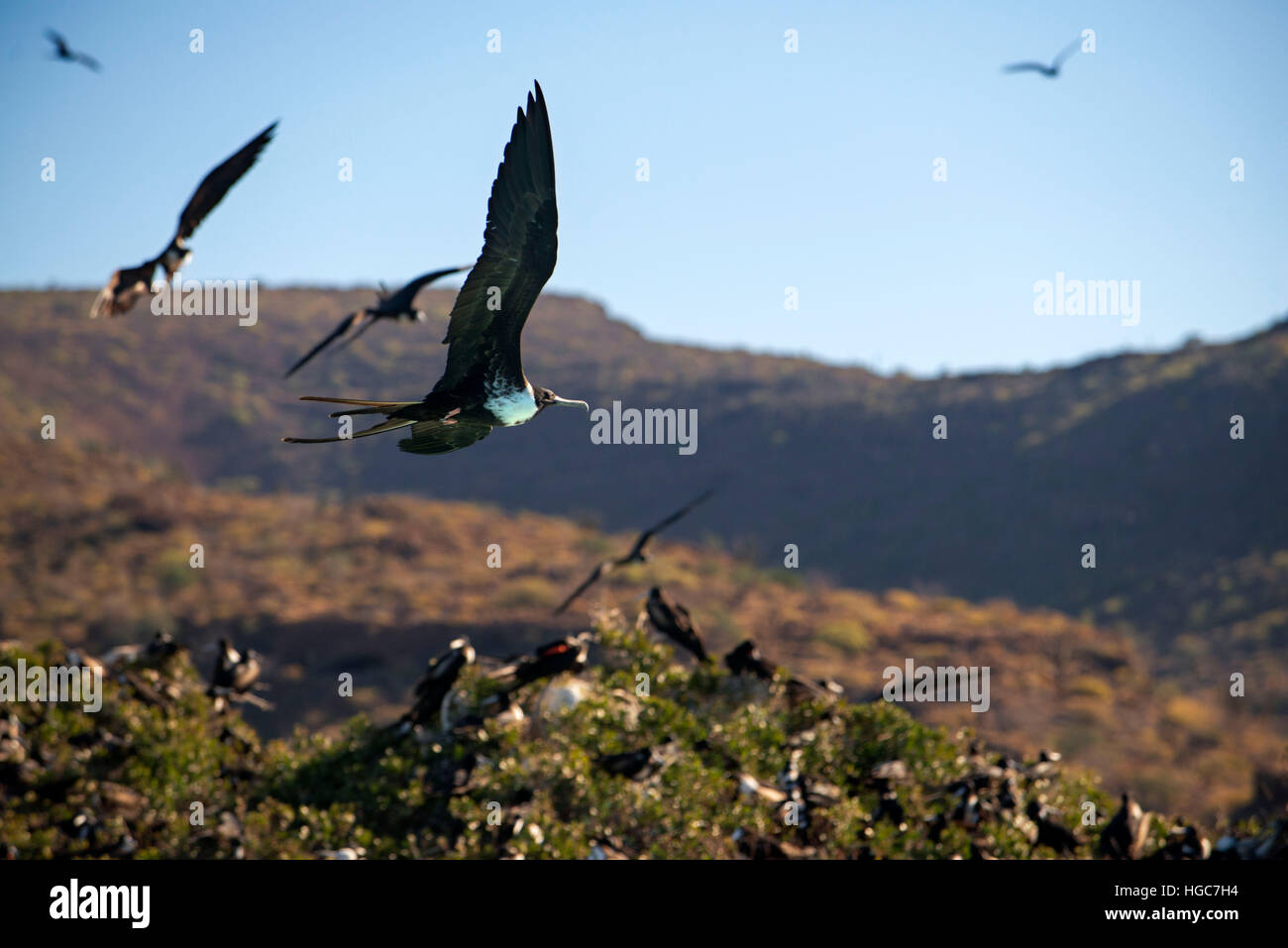 Fregattvögel Kolonie am Strand von Isla Espíritu Santo Insel, Meer von Cortez, Baja California, Mexiko. Stockfoto