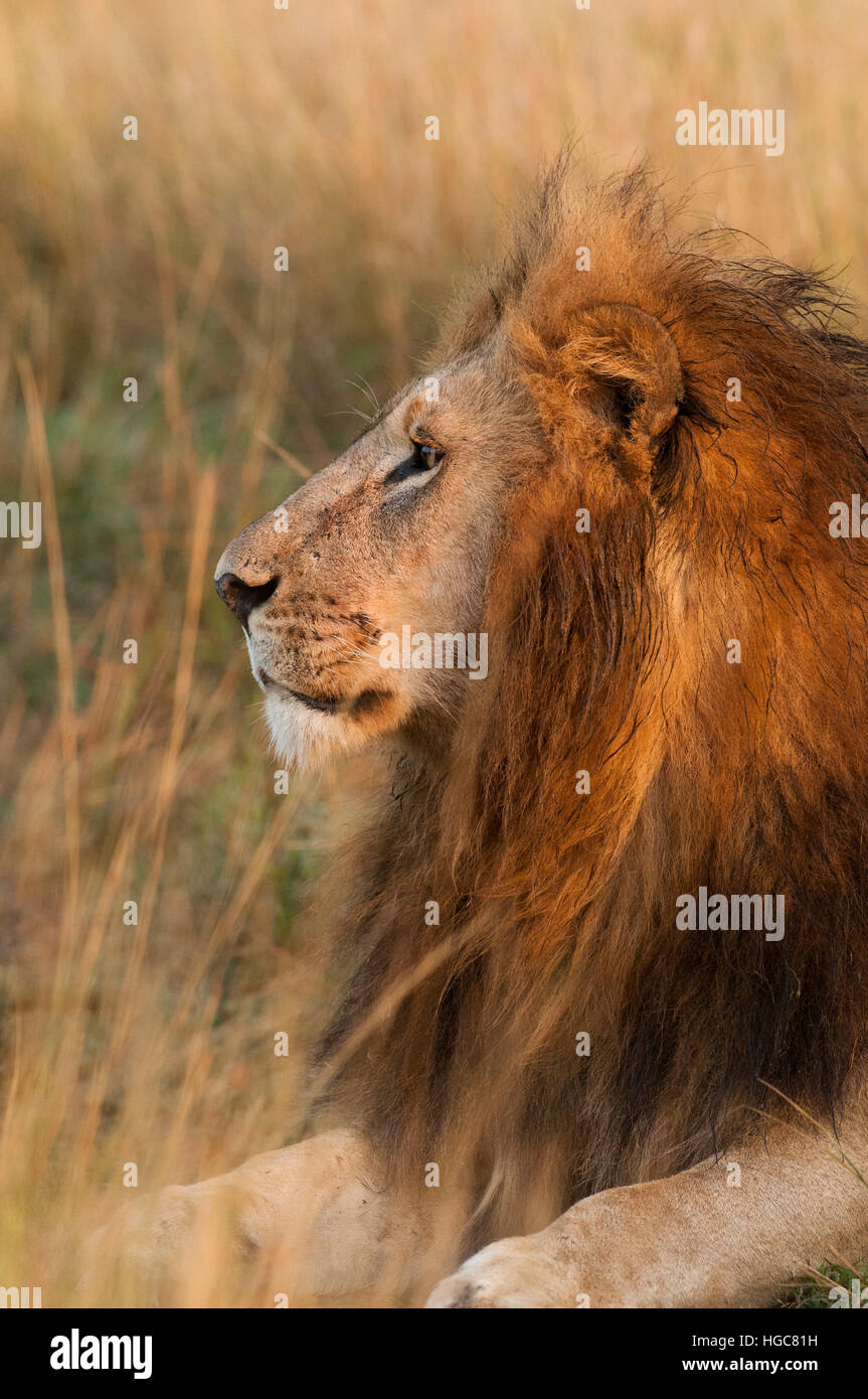 Seitenansicht des männlichen Löwen genommen in der Masai Mara. Stockfoto