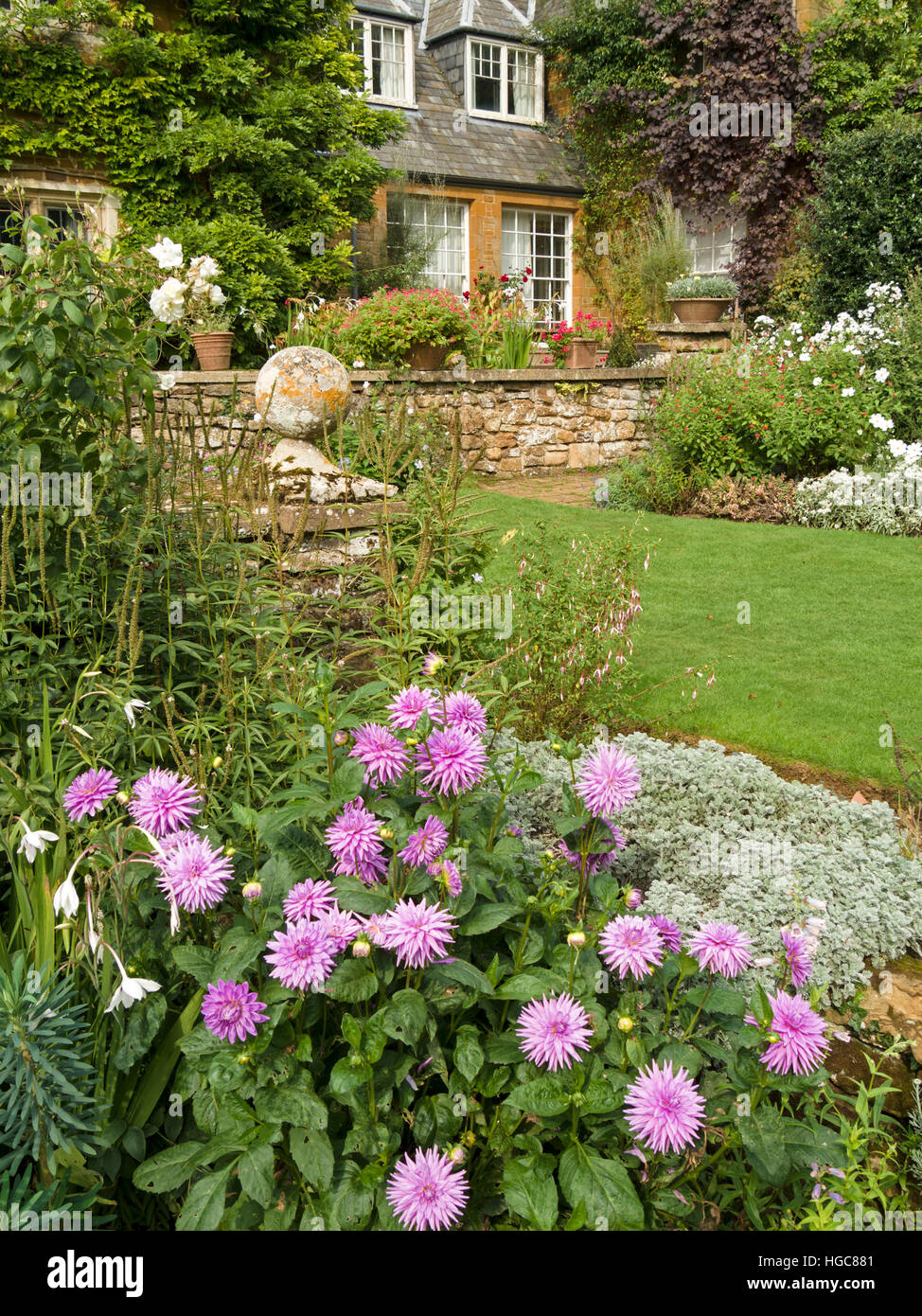 Lila Dahlia Blumen in den Gärten der Coton Manor House, Coton, Northamptonshire, England, UK. Stockfoto