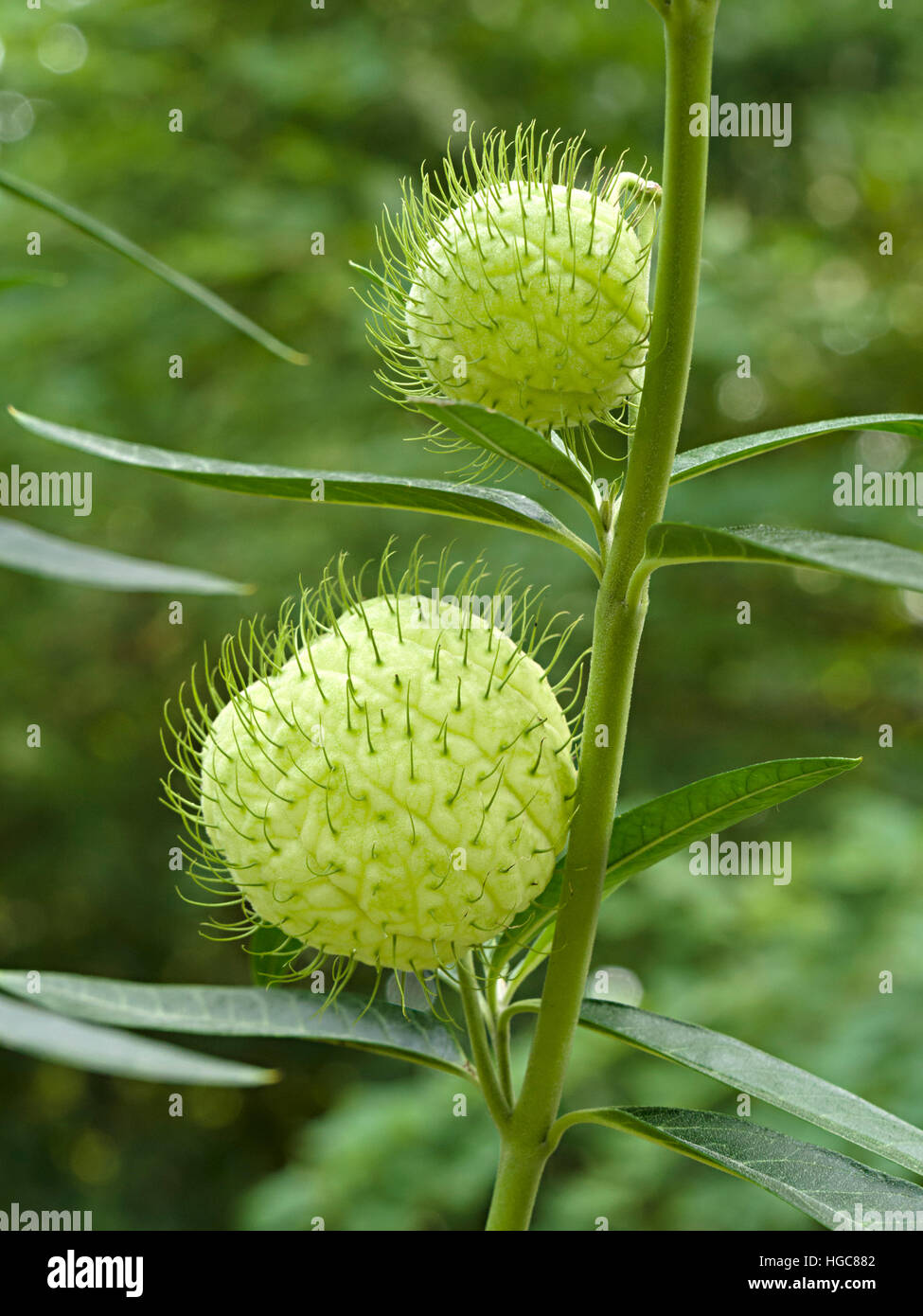 Gomphocarpus Physocarpus Wolfsmilch Ballon Pflanzen Kapsel Seedheads. Stockfoto