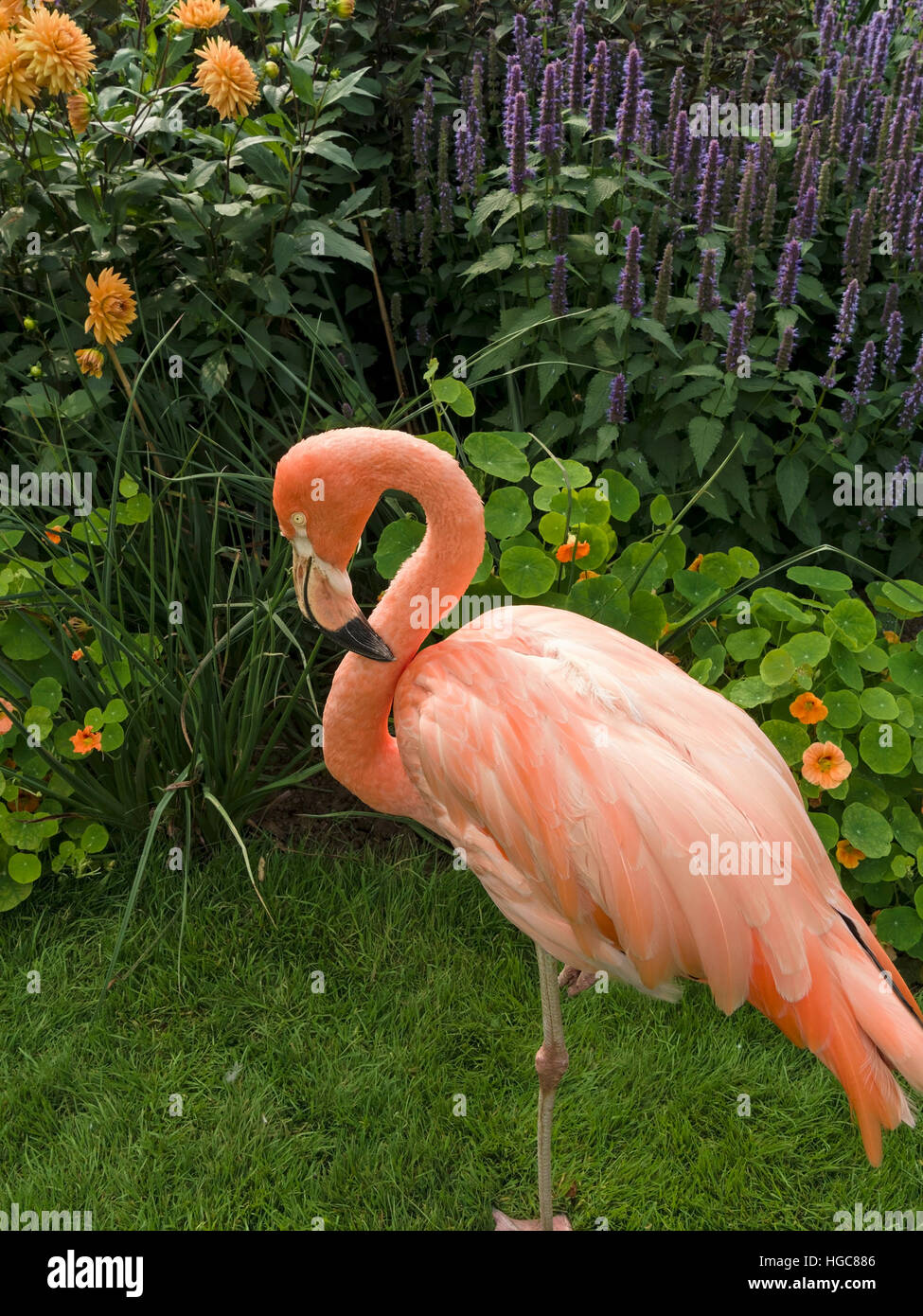 Lachs rosa American Flamingo Vogel (Phoenicopterus Ruber) in UK Garten, Coton Manor, Northamptonshire, England, UK. Stockfoto