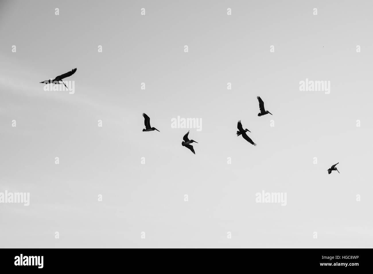 Pelikane im Flug Stockfoto