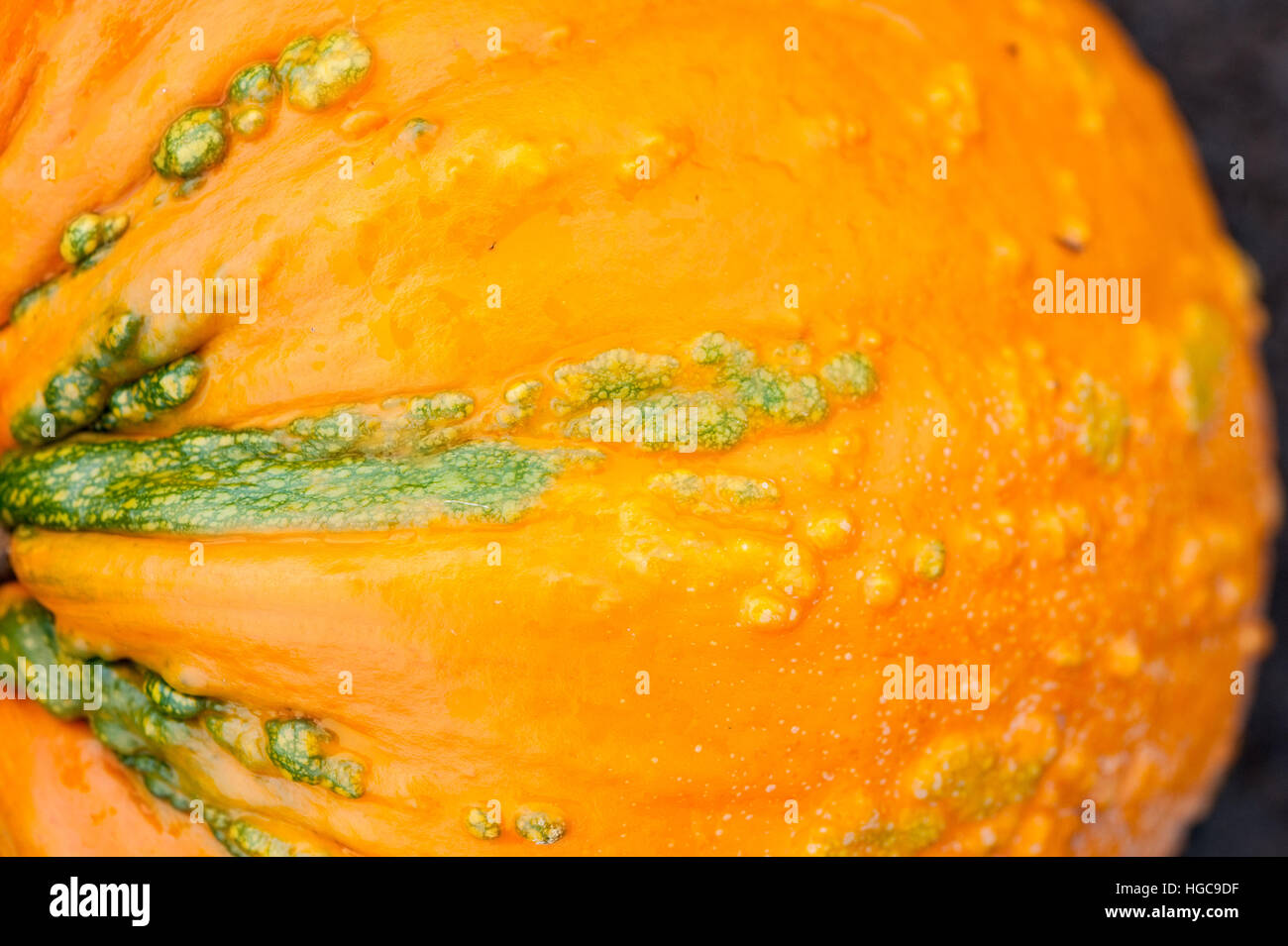 Knucklehead Kürbis, Curcurbita Pepo, ein Sommerkürbis Hybridsorte mit orangefarbenen und grünen Rinde und holprigen warzige Textur Stockfoto