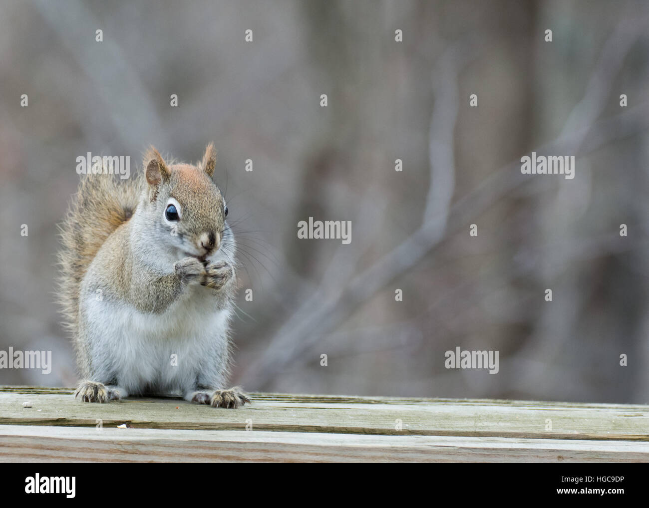 Ein Eichhörnchen thront in einem Holzzaun. Stockfoto