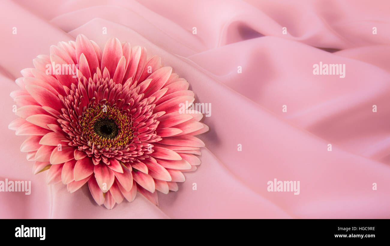 Eine Gerbera Blume auf einem Hintergrund aus Seide Farbe Stoff Stockfoto