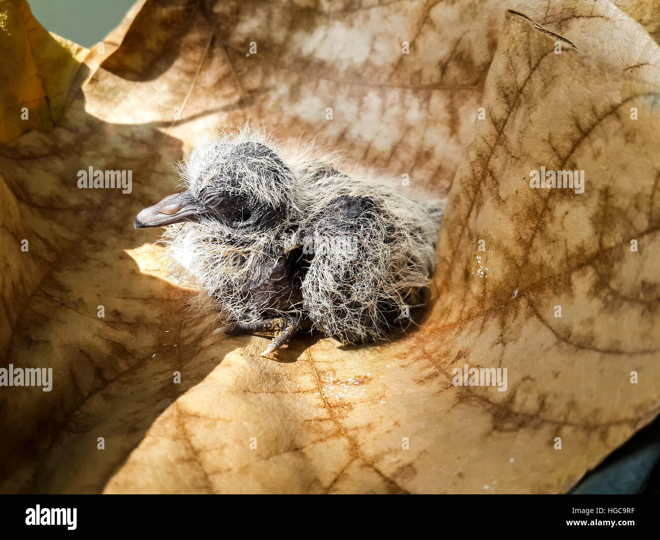 Baby Taube (Spilopelia Chinensis) neu entdeckte geschlüpft sitzt auf einem großen braunen trockenen Blatt Stockfoto