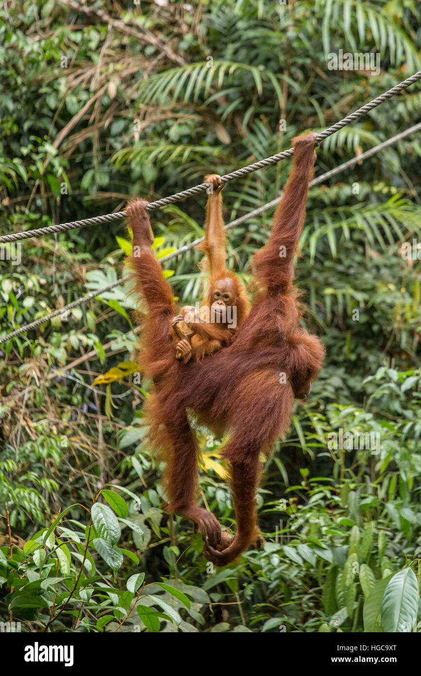 Weiblicher Orang-Utan hängen mit einem Baby auf dem Seil im Semenggoh Nature Reserve, Sarawak, Borneo, Malaysia Stockfoto