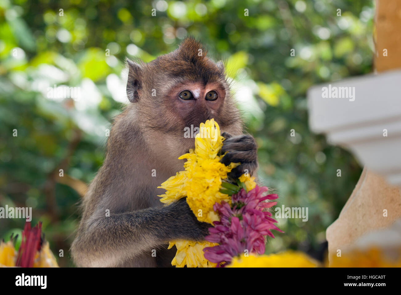 Krabbe-Essen Makaken Macaca Fasdicularis wegwerfen Tempel Blumen Stockfoto