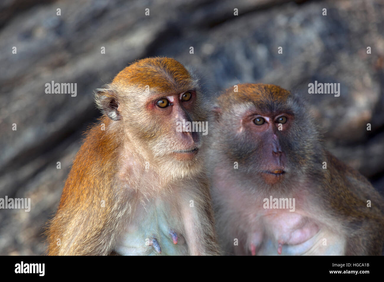 Krabbenfressende Macaques Macaca fasdicularis am Strand in Südthailand Stockfoto