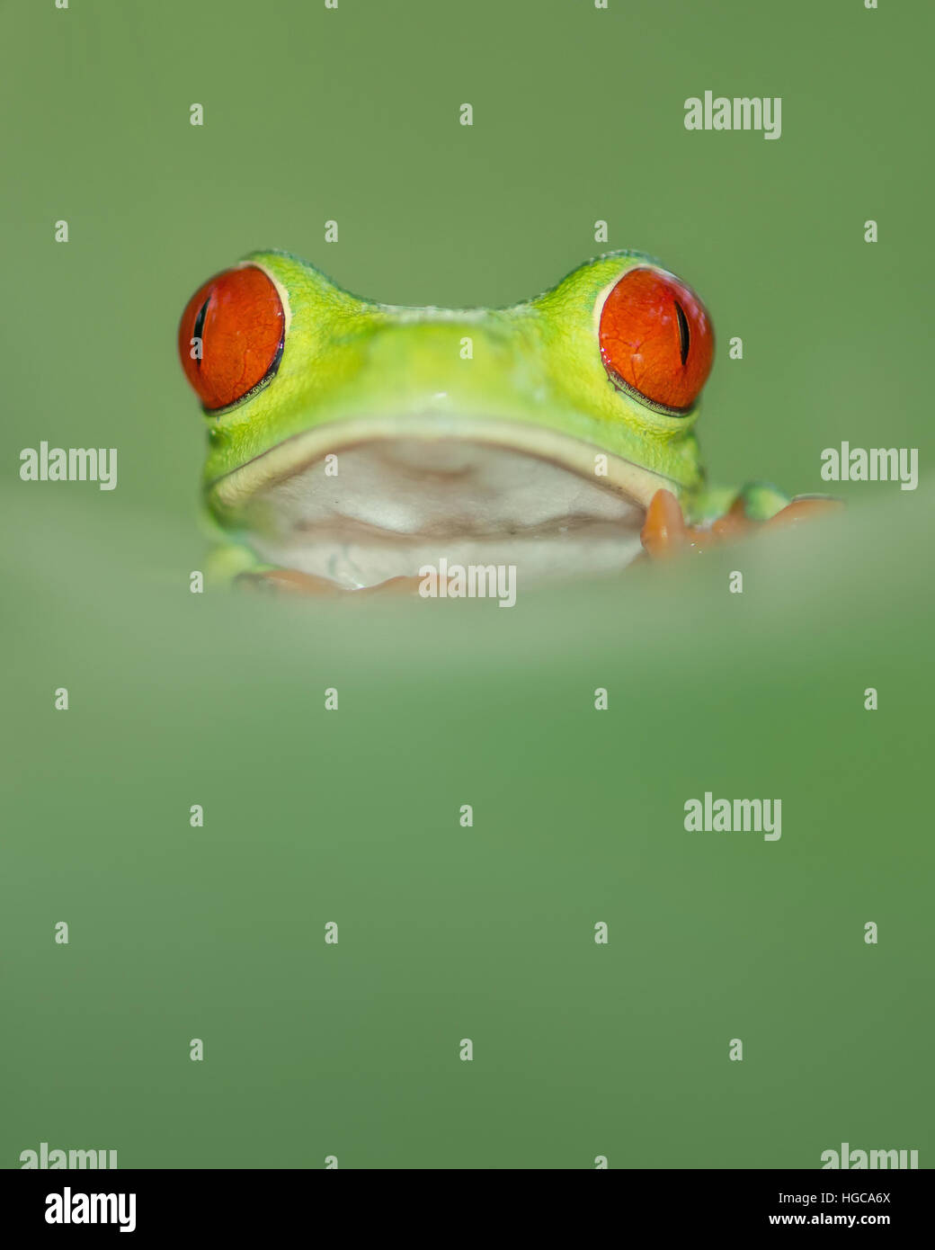 Rote Augen Laubfrosch Blatt mit großen roten Augen, ein Blatt Höchststand Stockfoto