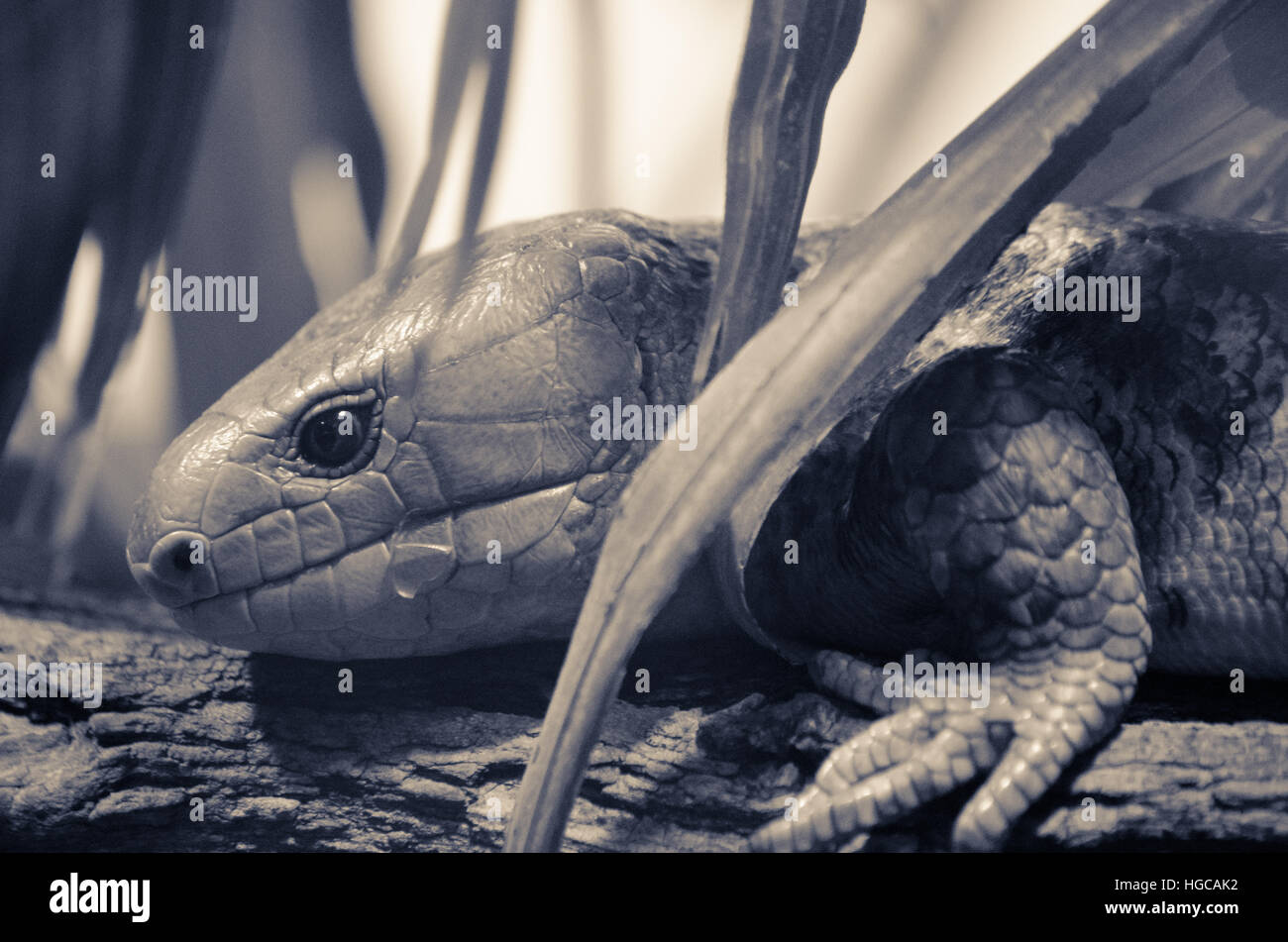 Reptil Closeup portrait Stockfoto