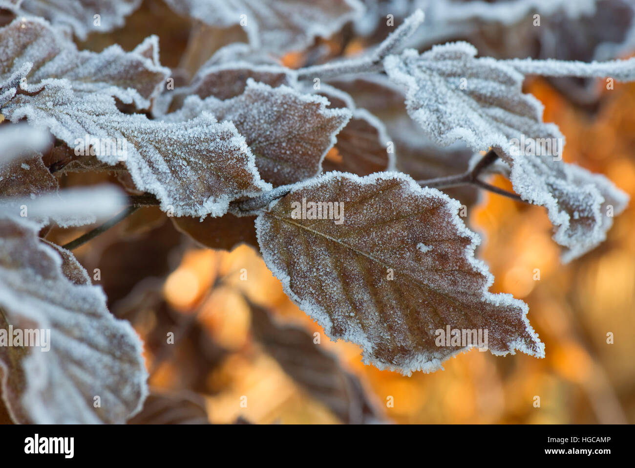Harten Frost auf golden braun Buche lässt sich an einem kalten Wintermorgen im Dezember Stockfoto