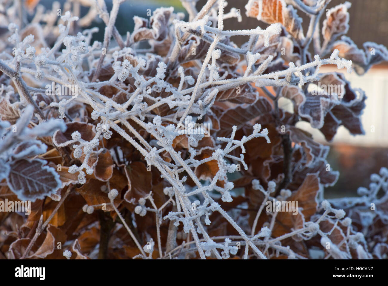 Harten Frost auf golden braun Buche Blätter und Hackmesser Samen an einem kalten Wintermorgen im Dezember Stockfoto