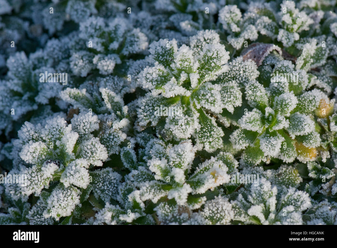Harten Frost auf Aubretia, Aubrieta, Blätter an einem kalten Wintermorgen im Dezember Stockfoto