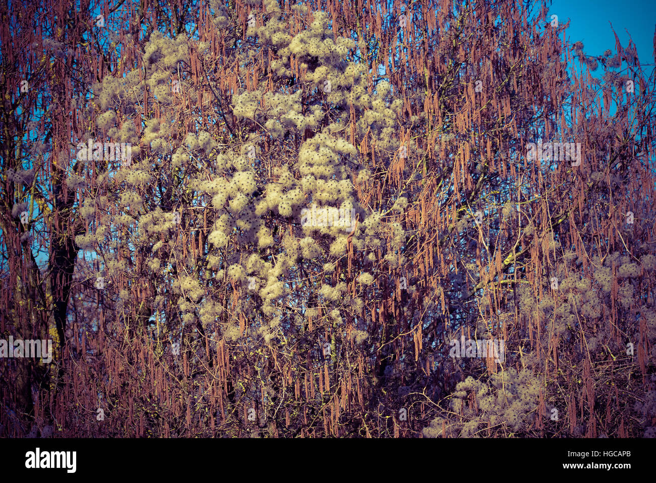 Baumdetails Stockfoto