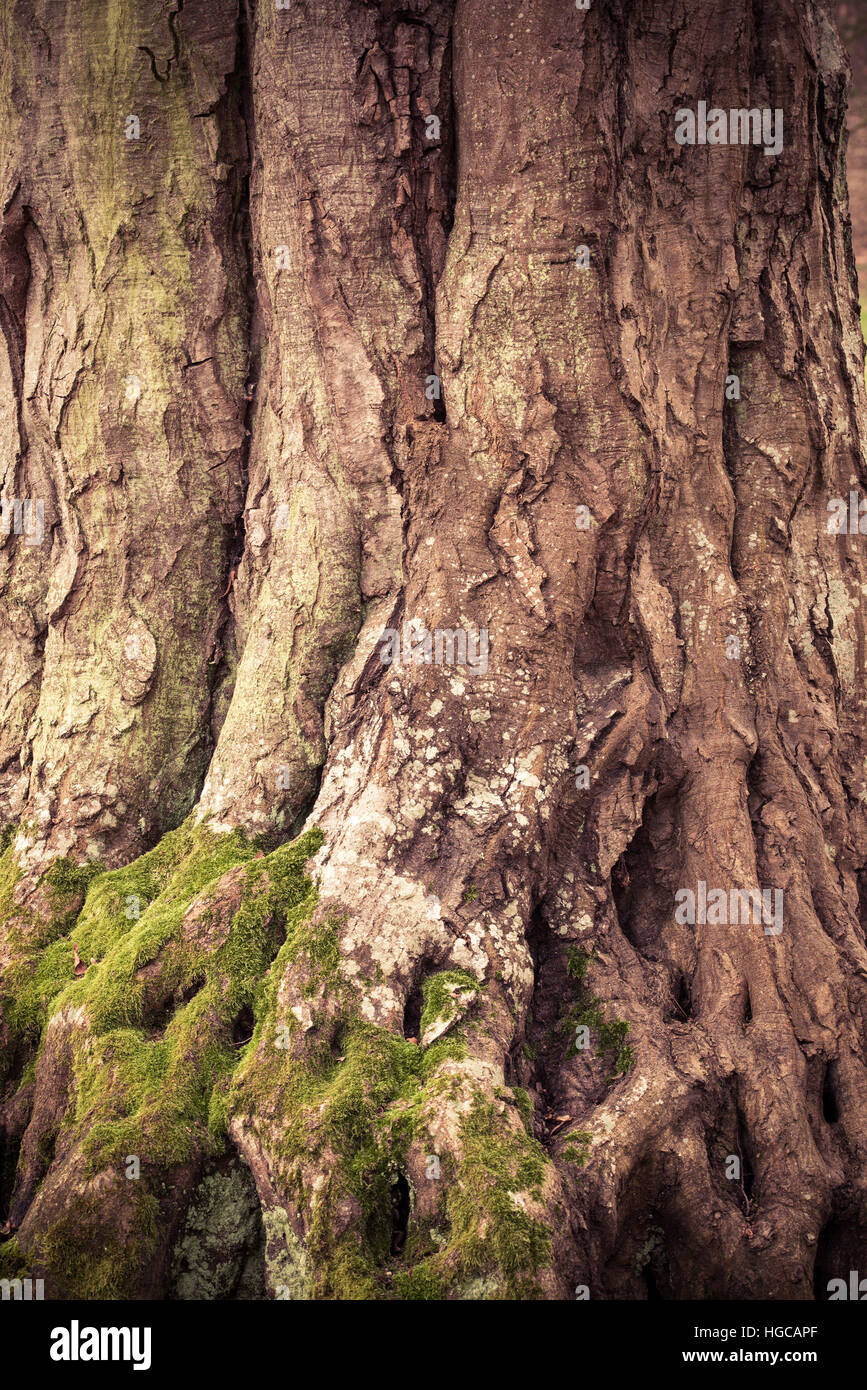 Baumdetails Stockfoto