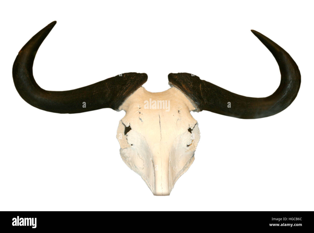 Büffelschädel Stockfoto