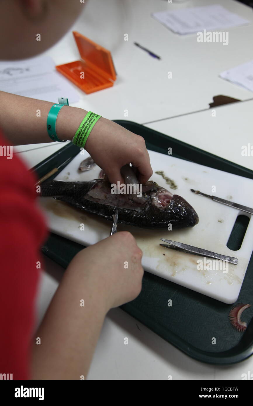 Öko-Abenteuer in Costa Rica Stockfoto