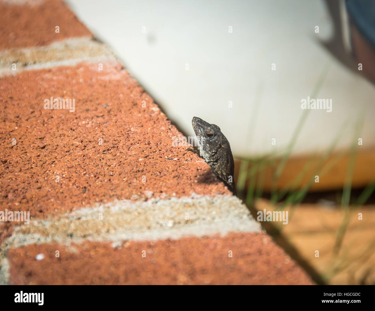 Eine braune Anole Eidechse stossen seinen Kopf hinter einem