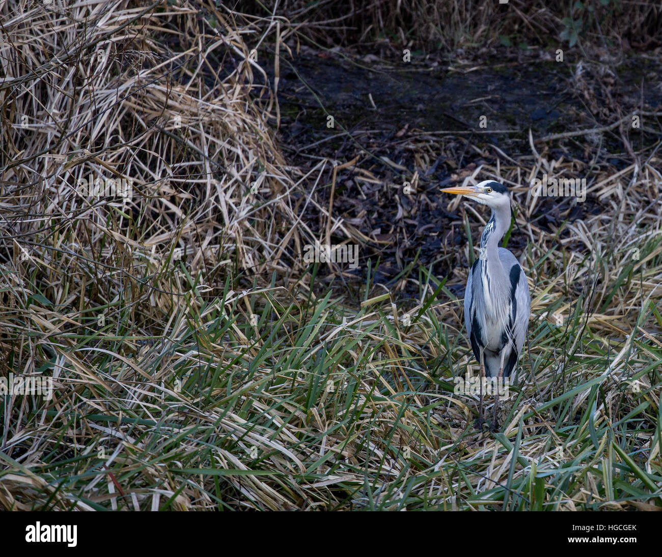 Ein Graureiher steht lange Gras. Stockfoto