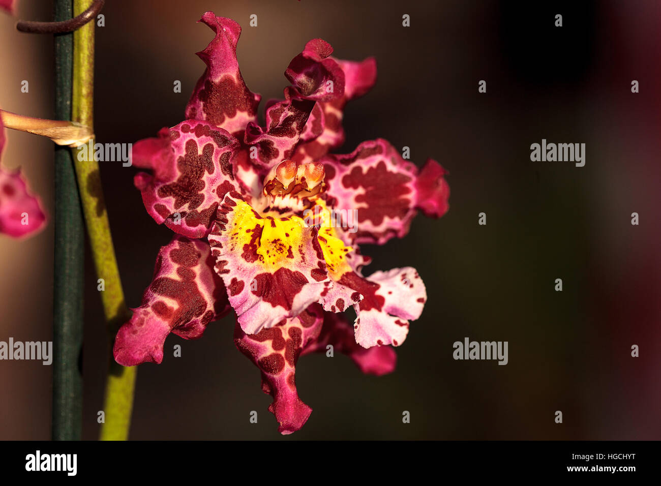 Rosa gefleckte Cattleya Orchidee Blume Morph mit zwei Staubgefäße Blüten in Hawaii im Winter. Stockfoto