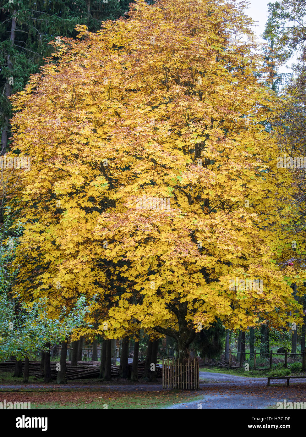 Gelbe Baum Stockfoto