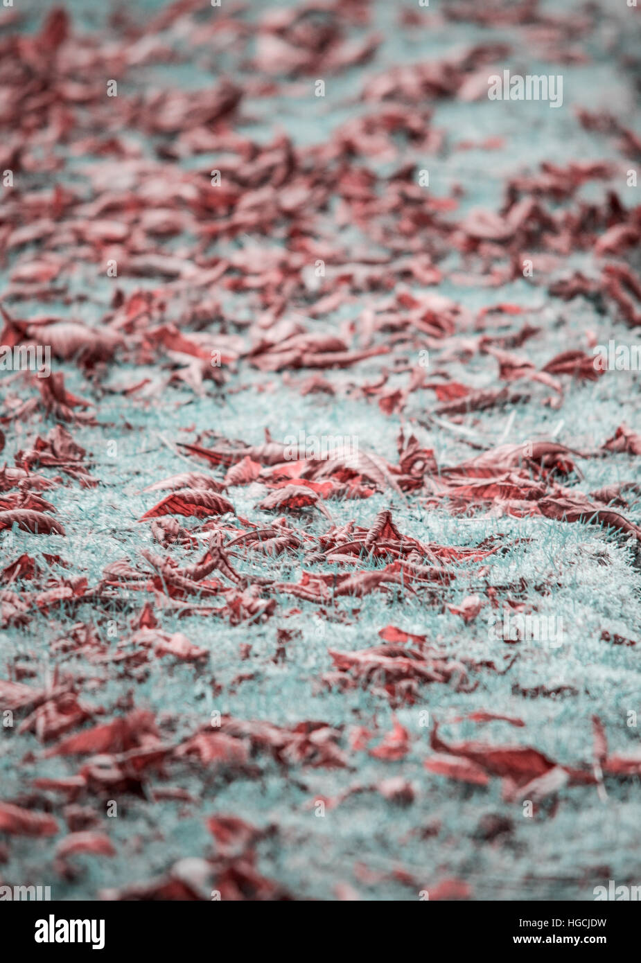 Kalten Herbst Stockfoto