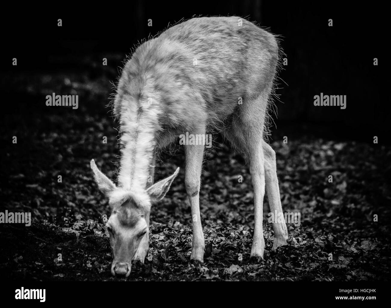 Hirsch schwarz weiss -Fotos und -Bildmaterial in hoher Auflösung – Alamy