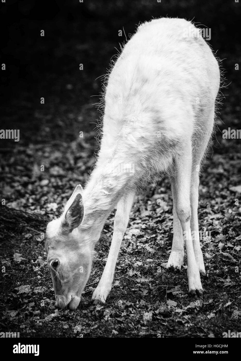 Hirsch natur schwarz weiß -Fotos und -Bildmaterial in hoher Auflösung