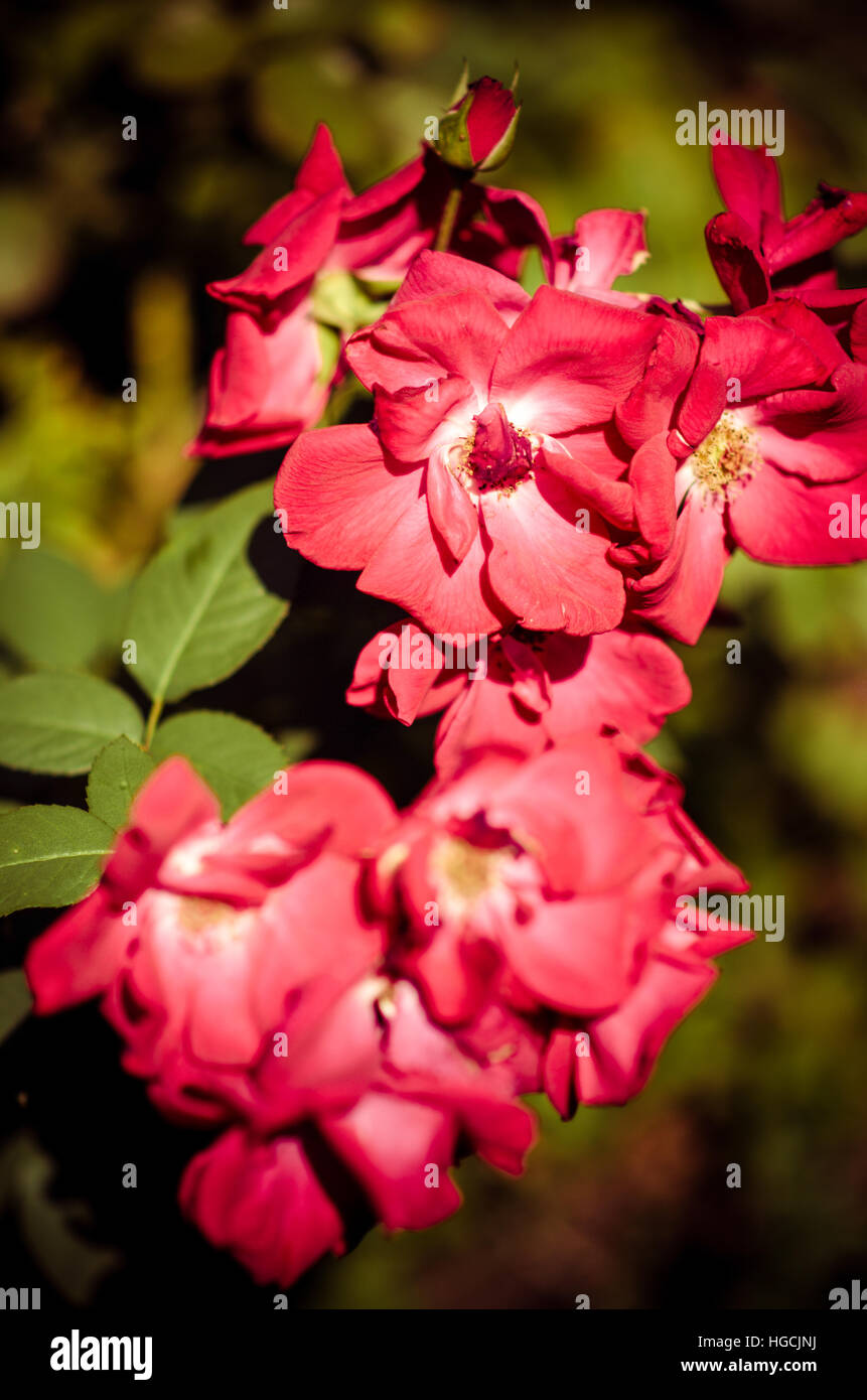 Rote Blumen-Nahaufnahme Stockfoto