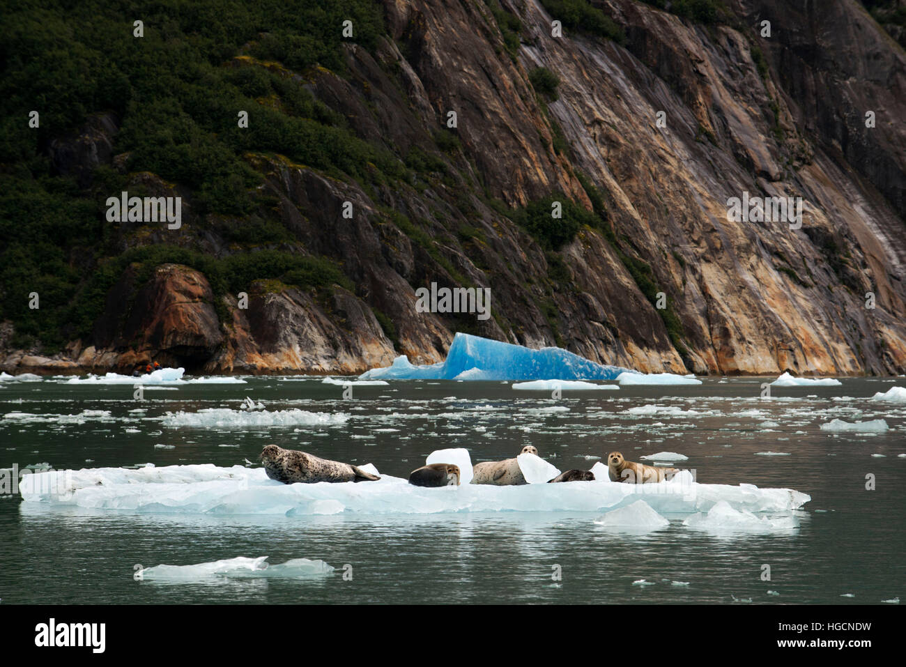 Seehunde (Phoca vitulina) auf Eisberg in der Nähe des dawes Gletscher, Endicott arm, tongass National Forest, Alaska, USA. Cliff-walled Fjorde in t in Scheiben geschnitten Stockfoto
