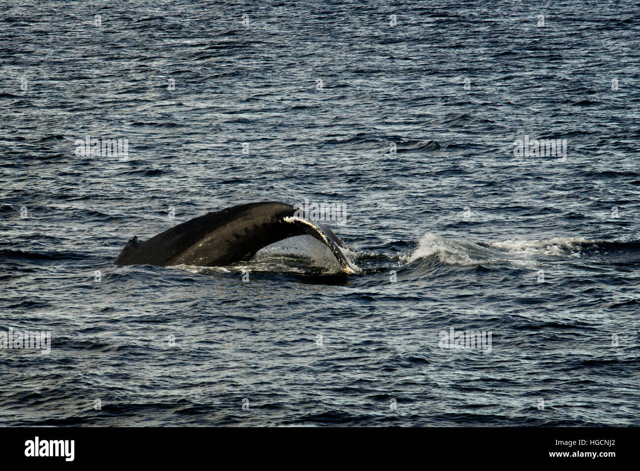 Buckelwale weht und Tauchen und fünf Fingern Leuchtturm. Frederick Sound. Stephans Passage. Petersberg. Alaska. Verbringen Sie den Tag zu erkunden in Fre Stockfoto