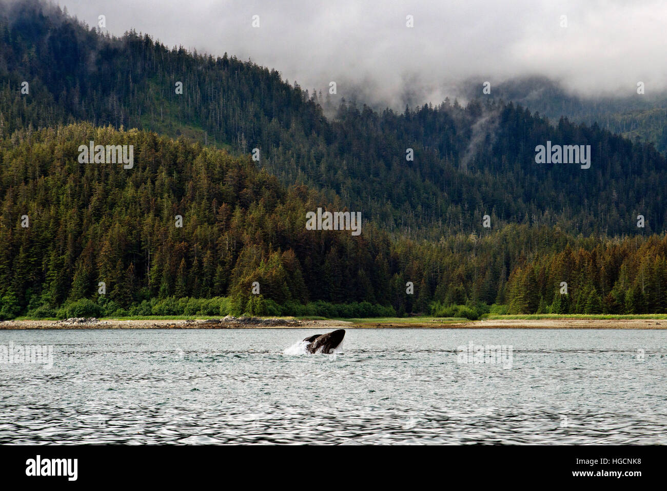Buckelwale weht und Tauchen in Icy Strait. Glacier Bay National Park and Preserve. Chichagof Island. Juneau. Südost-Alaska. Heute ist der ult Stockfoto