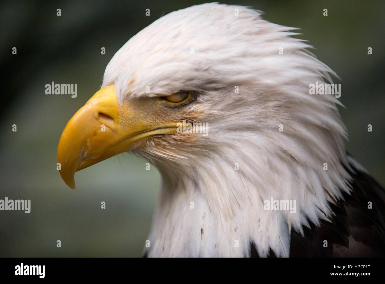 Weißkopfseeadler Haliaeetus Leucocephalus Closeup. Marmor-Insel im Glacier Bay Nationalpark, Alaska. USA. Auch bekannt als ein American Eagle mit einer legendären Stockfoto