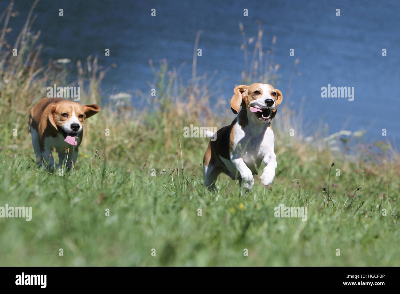 Hund Beagle 2 Erwachsene Erwachsene laufen am Rand des Wassers Stockfoto