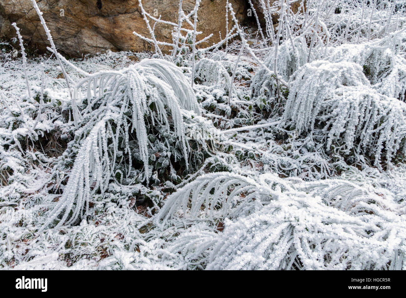 Pflanzen mit Raureif, Eis, Winter eiskalt umgebogen Stockfoto