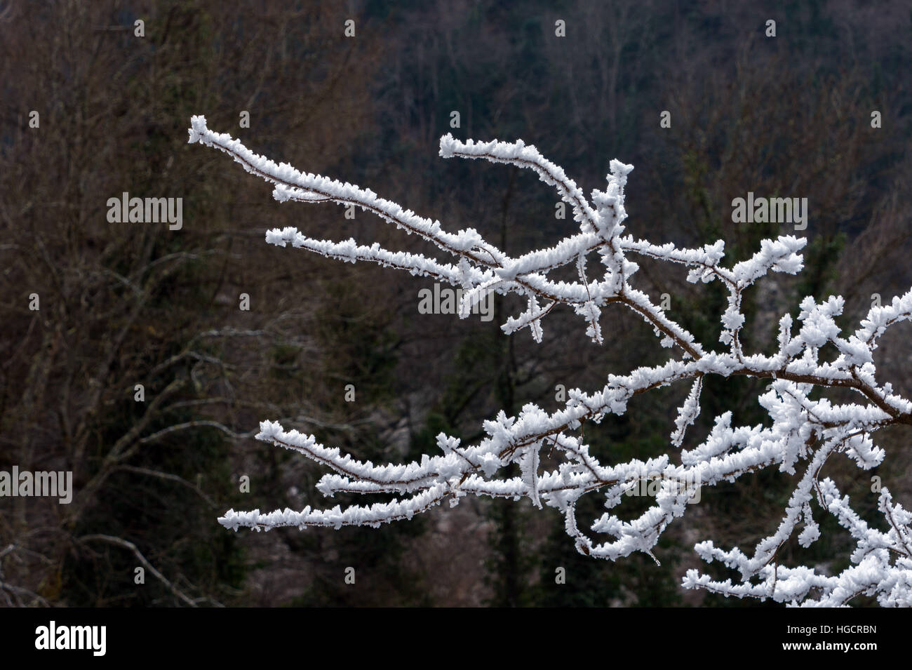 Raureif Frost auf Zweigen vor dunklem Hintergrund Stockfoto