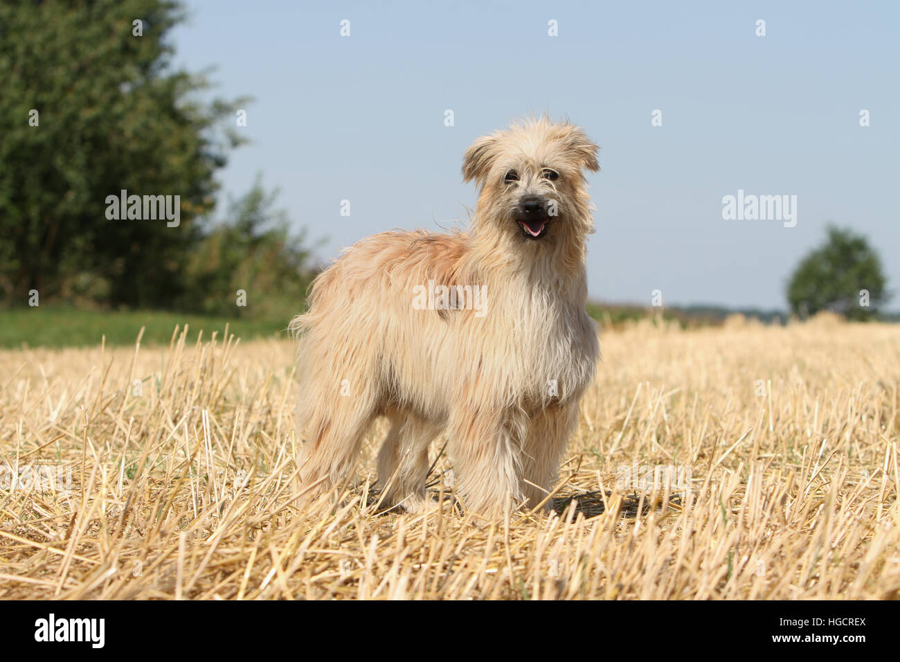 Hund Pyrenäen Schäferhund Erwachsenen stehen In einem Stroh Feld Gesicht fawn Stockfoto