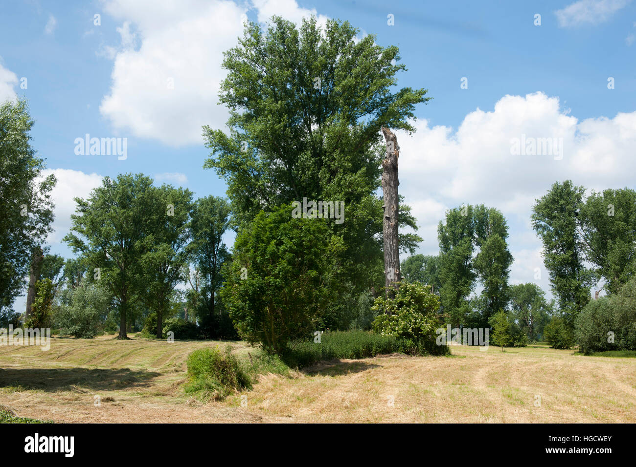 Deutschland, Nordrhein-Westfalen, Bei Düsseldorf. Sterben Sie Urdenbacher Kämpe ist Ein Biotope Zwischen Düsseldorf-Urdenbach - Garath, Hellerhof - u Stockfoto