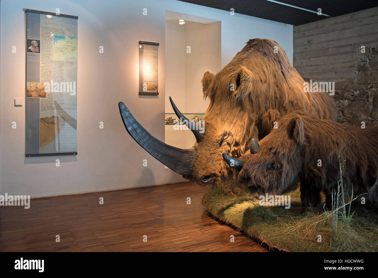 Deutschland, Nordrhein-Westfalen, Hagen, Museum Für Ihre-Und Frühgeschichte Im Wasserschloss Werdringen. Exponat-Mammut Stockfoto