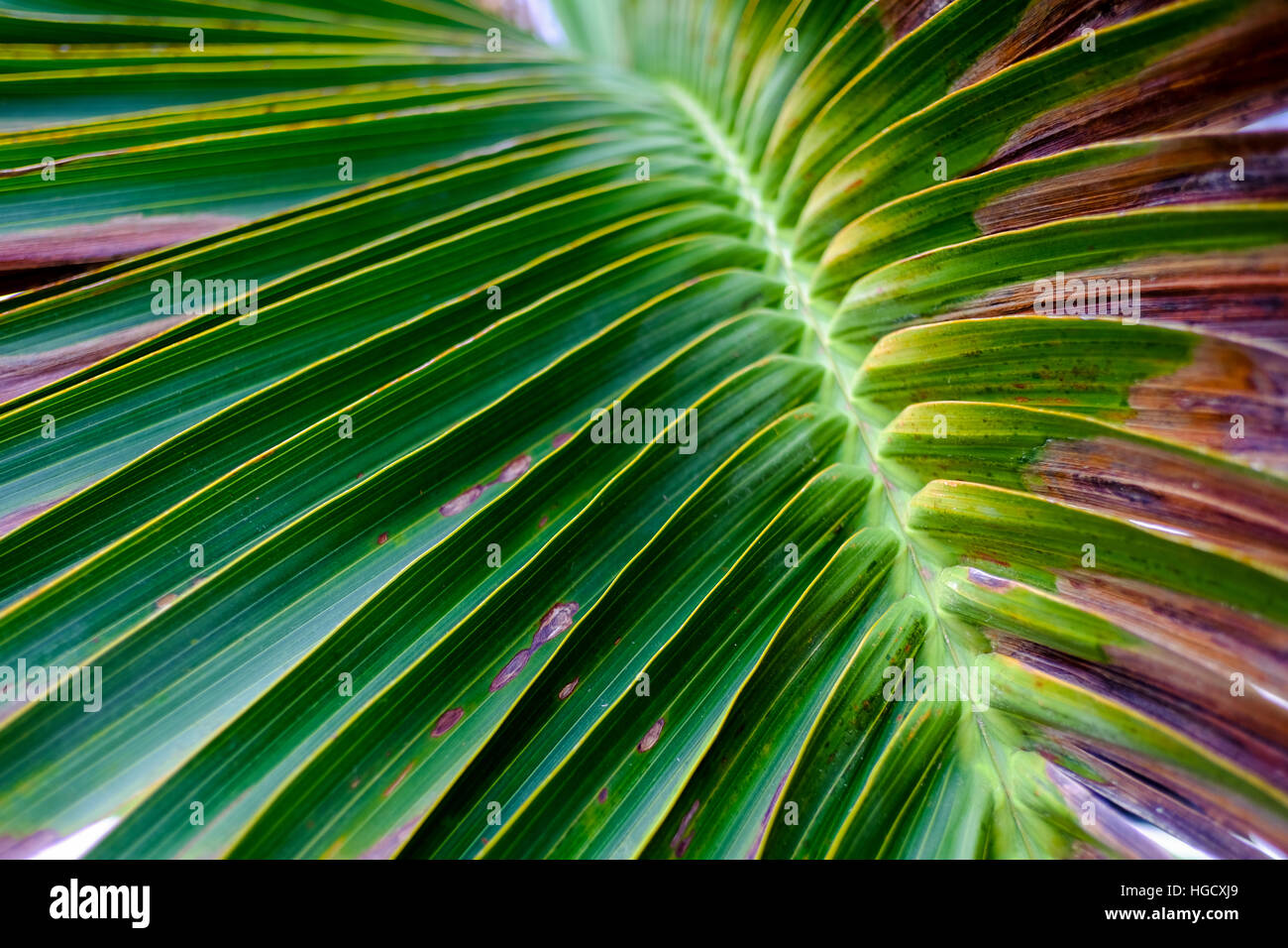 Palm Leaf Stockfoto