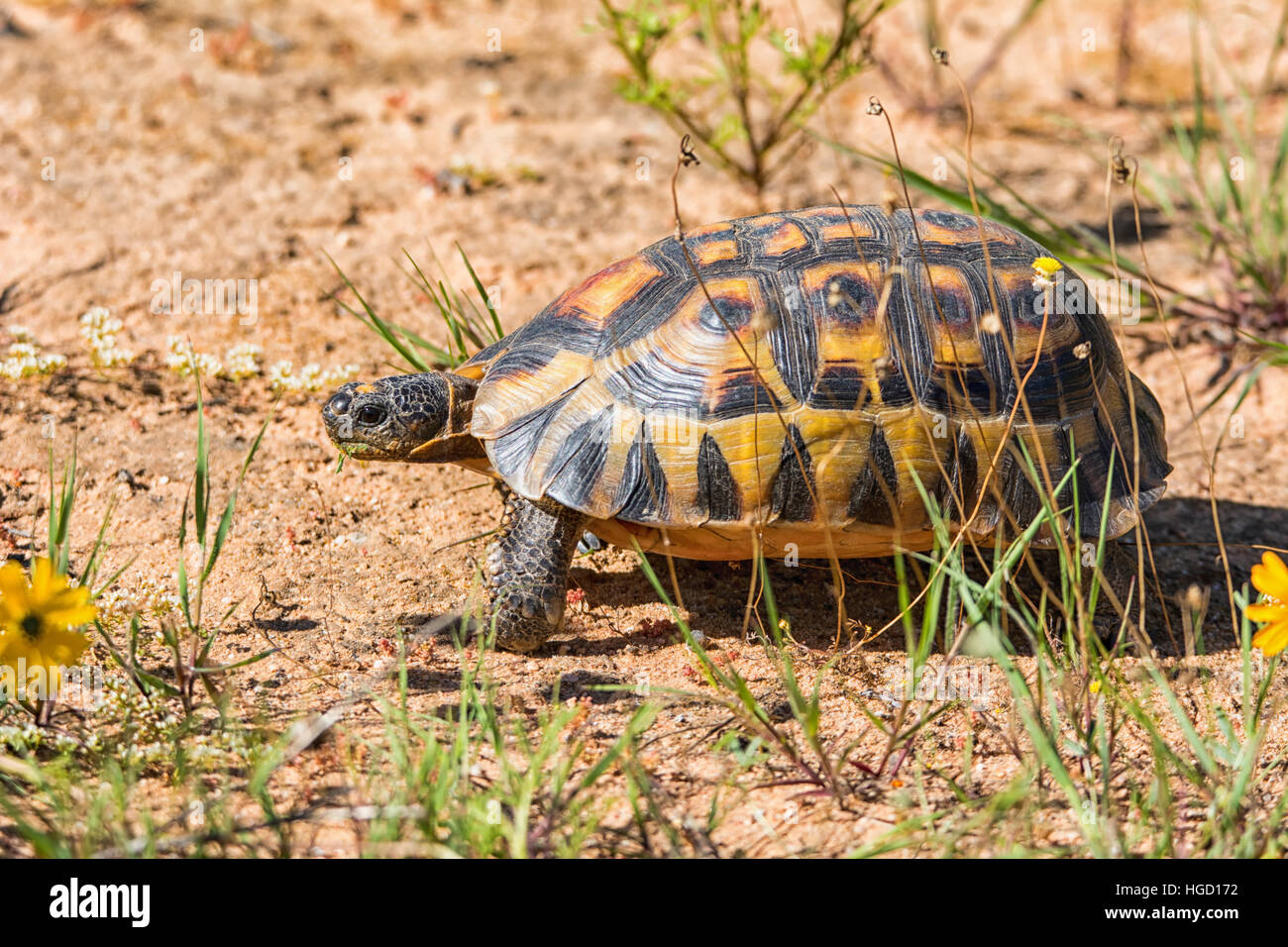Ein Angulate Tortoise im südlichen afrikanischen Savanne Stockfoto