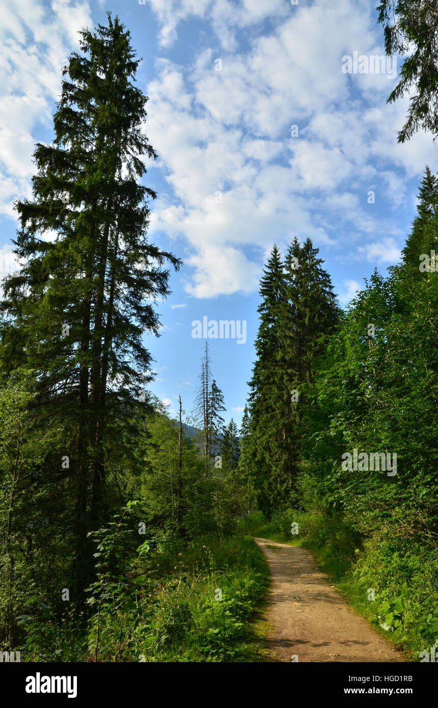 Pfad im Wald Stockfoto