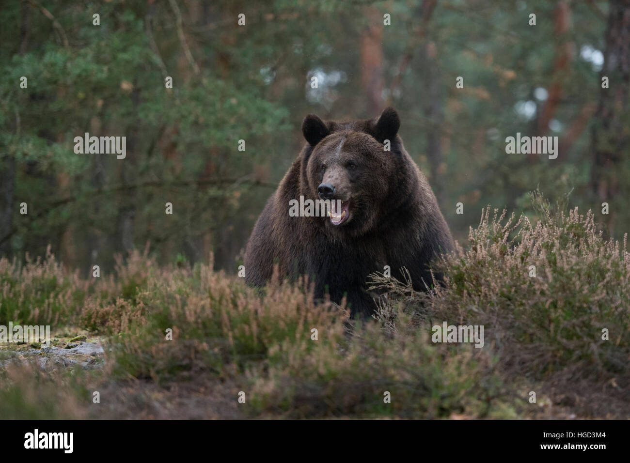 Europäische Braunbär (Ursus arctos) in das Unterholz eines Waldes, scheint genervt, aggressiv sein, seine Zähne zu zeigen. Stockfoto