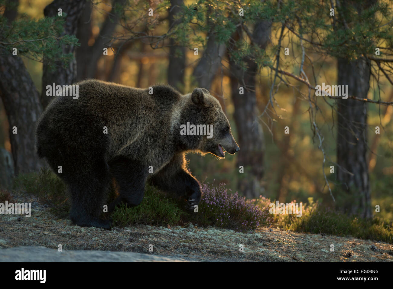 Europäischer Braunbär / Braunbaer (Ursus Arctos), jung, am Rand eines Pinienwaldes, in frühen Morgenstunden Hintergrundbeleuchtung. Stockfoto