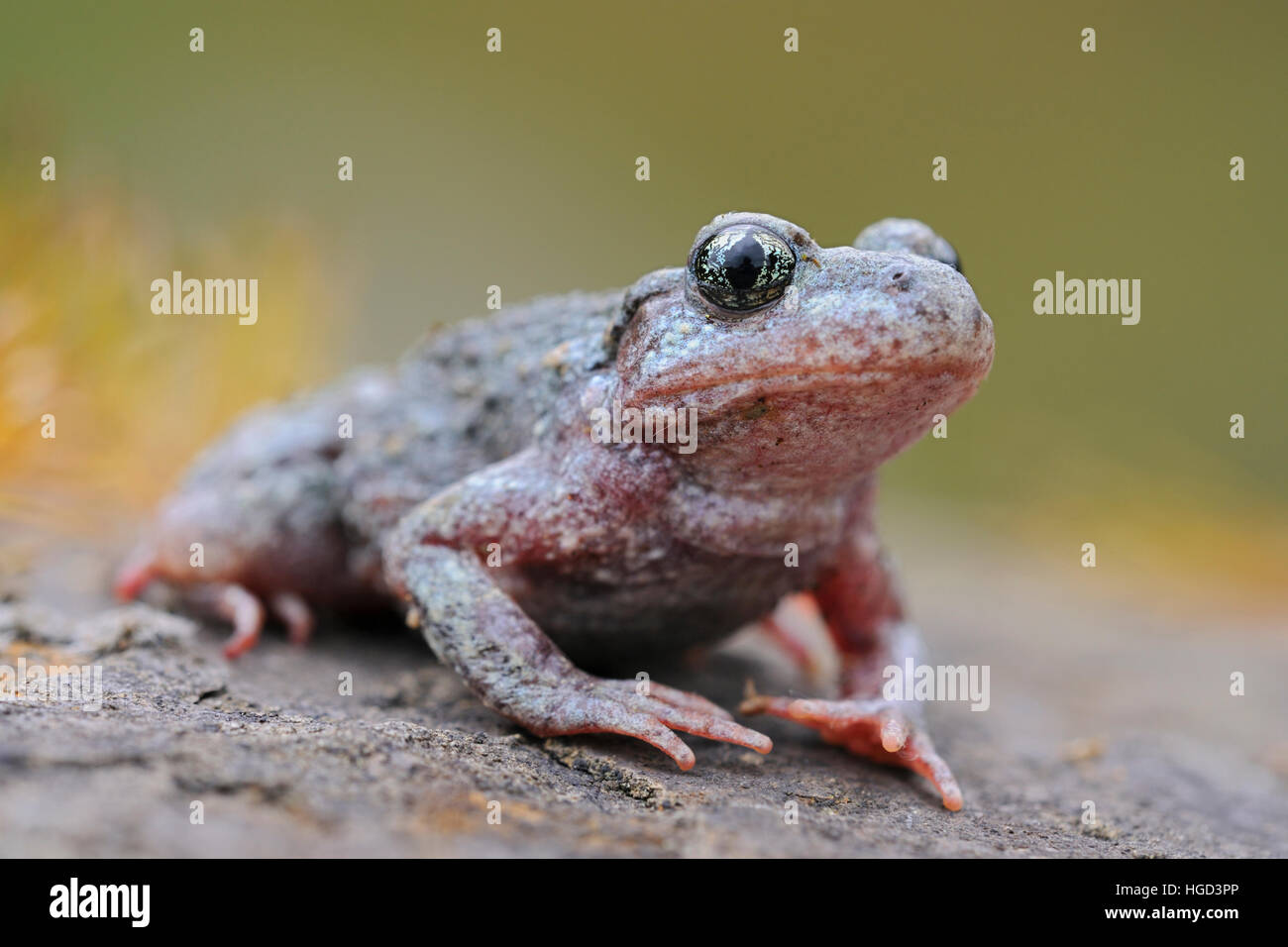Gemeinsamen Hebamme-Kröte (Alytes Obstetricans), sitzen auf den Felsen von einem alten Steinbruch, frontalen Seitenansicht, detaillierte Schuss. Stockfoto