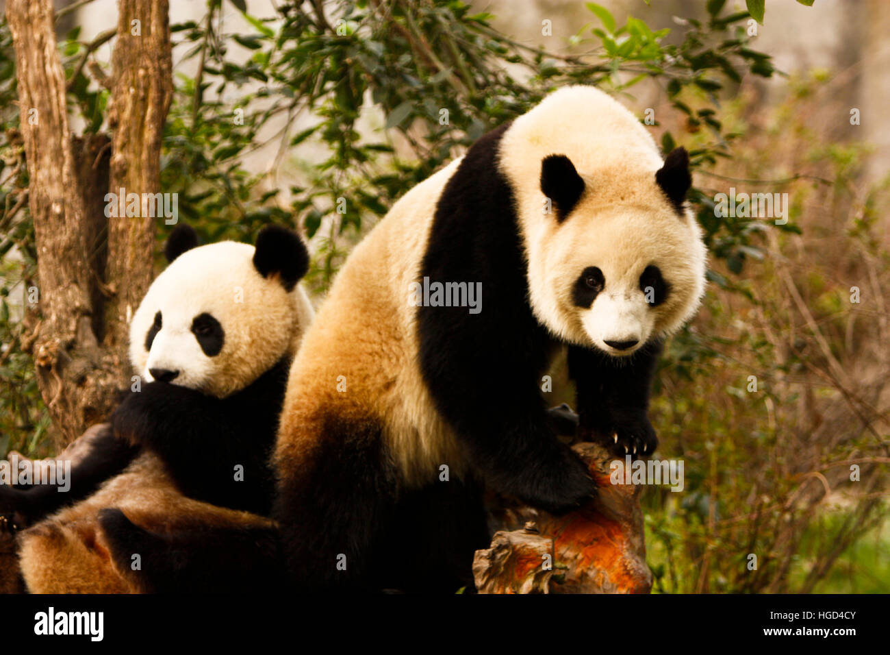 Chinesischer Panda Bär Stockfotografie - Alamy