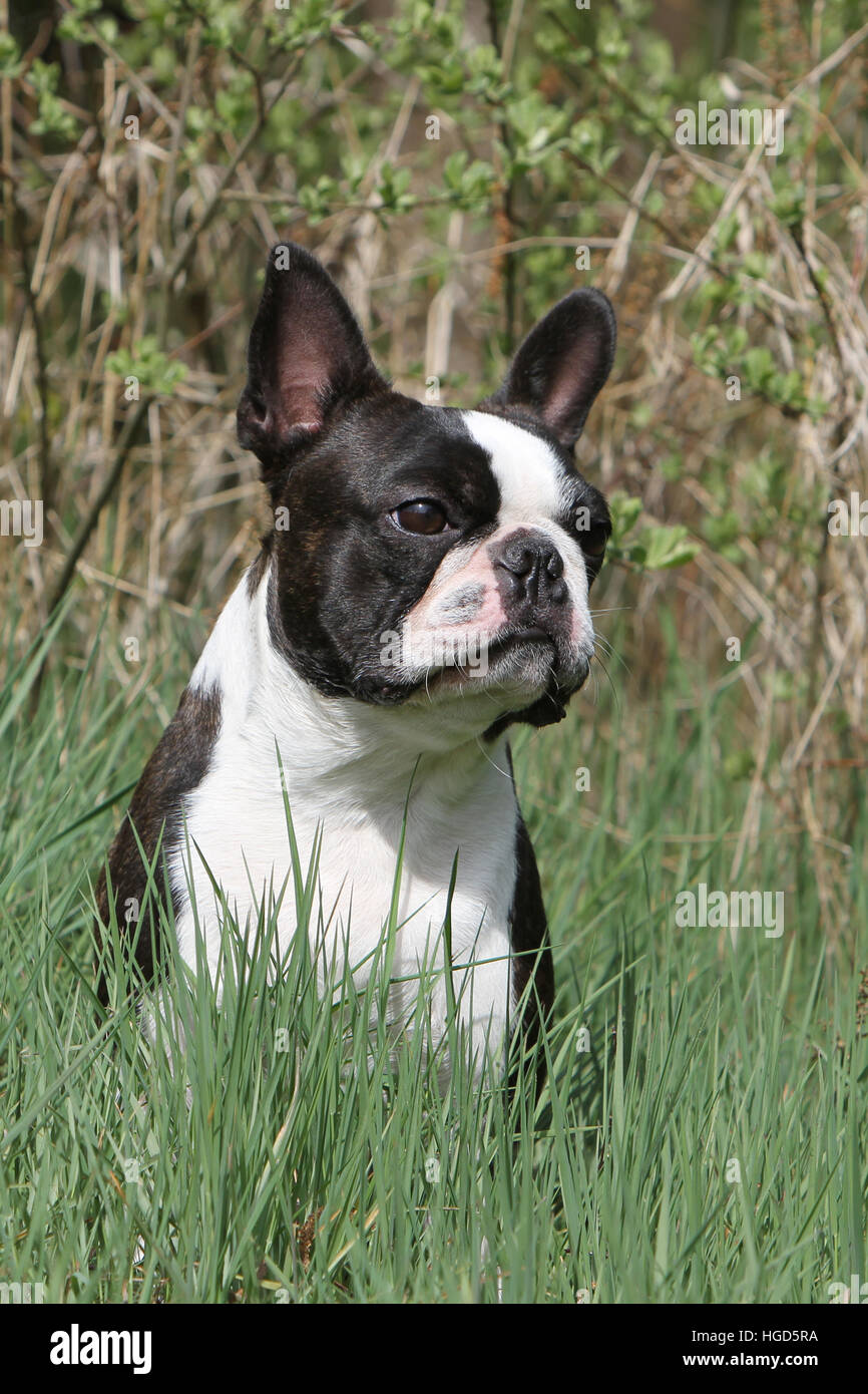 Hund Boston Terrier schwarz mit weiß auf einer Wiese sitzen Erwachsene Erwachsene Stockfoto